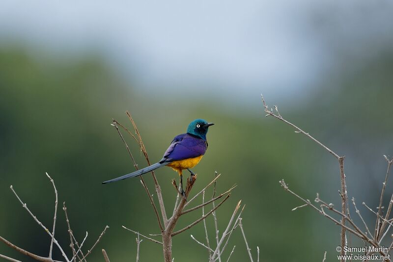 Golden-breasted Starling