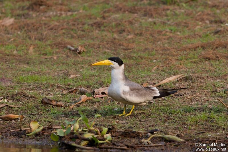 Large-billed Tern