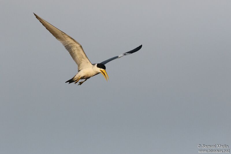 Large-billed Ternadult, Flight