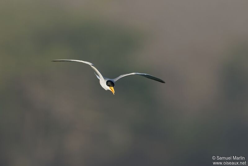 River Ternadult, Flight