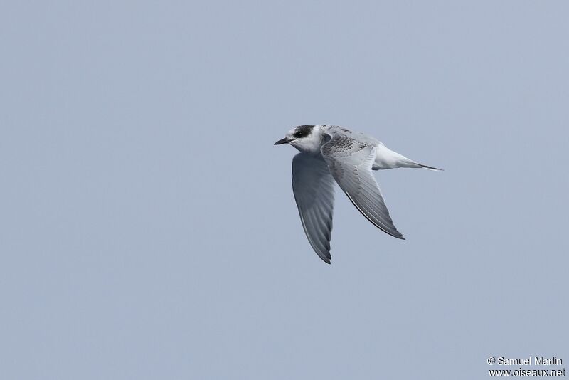 South American Ternjuvenile, Flight