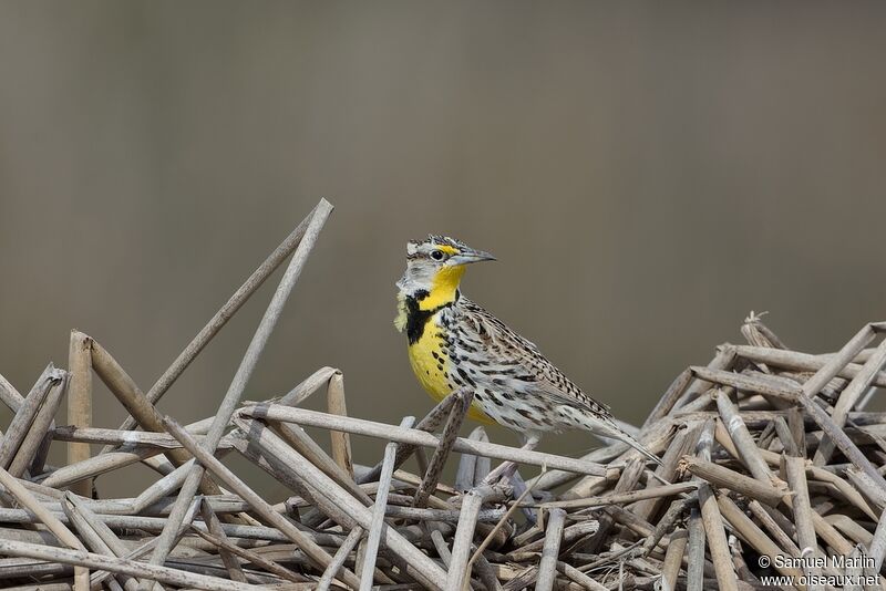 Western Meadowlarkadult