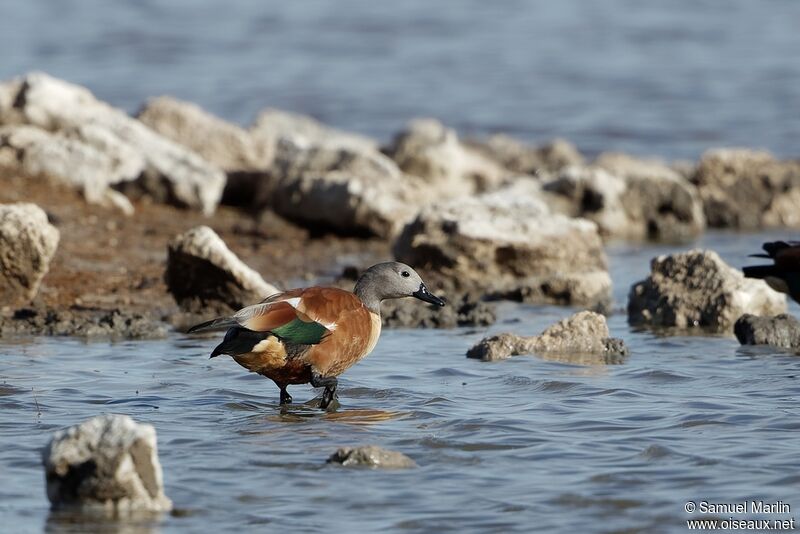 South African Shelduck male adult