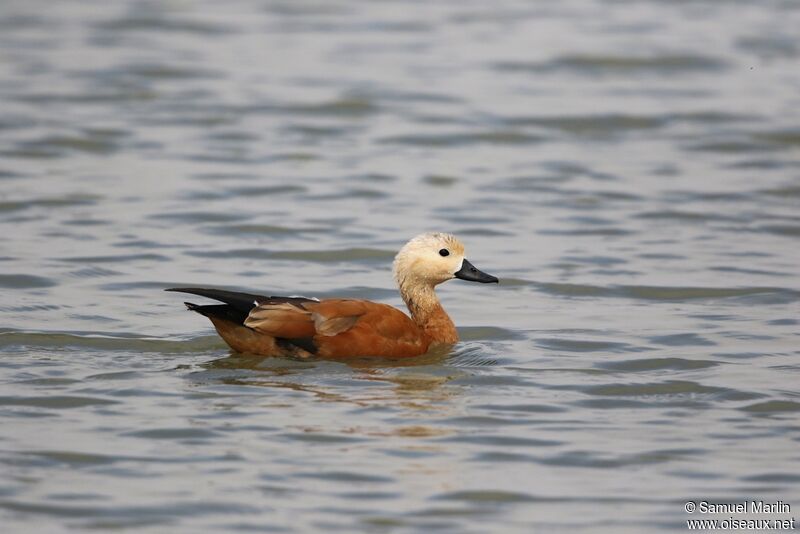 Ruddy Shelduckadult