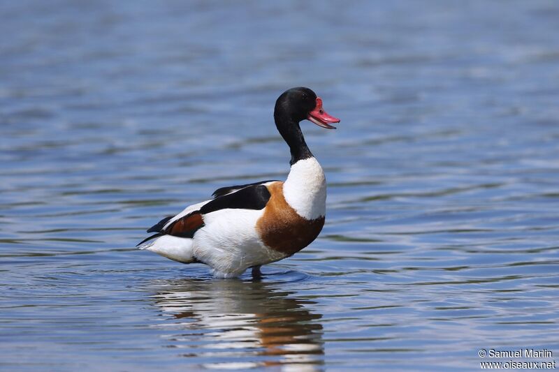 Common Shelduckadult