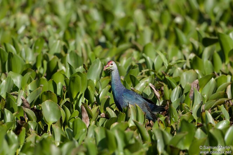 Grey-headed Swamphen, fishing/hunting