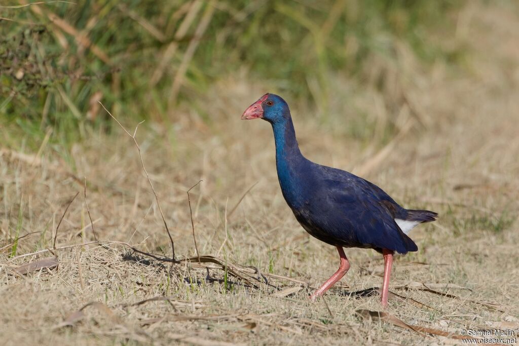 Western Swamphenadult