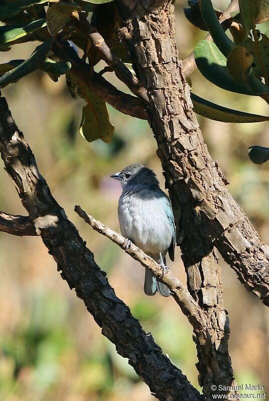 Sayaca Tanageradult