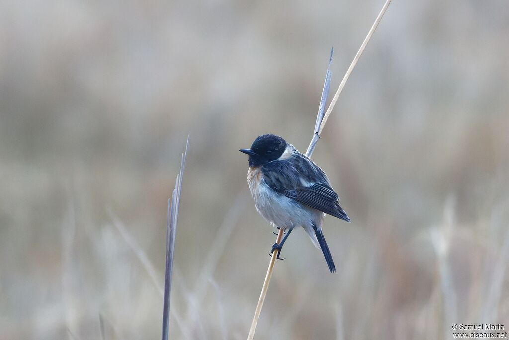 Amur Stonechat