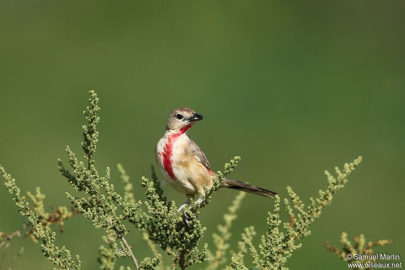 Rosy-patched Bushshrike male adult