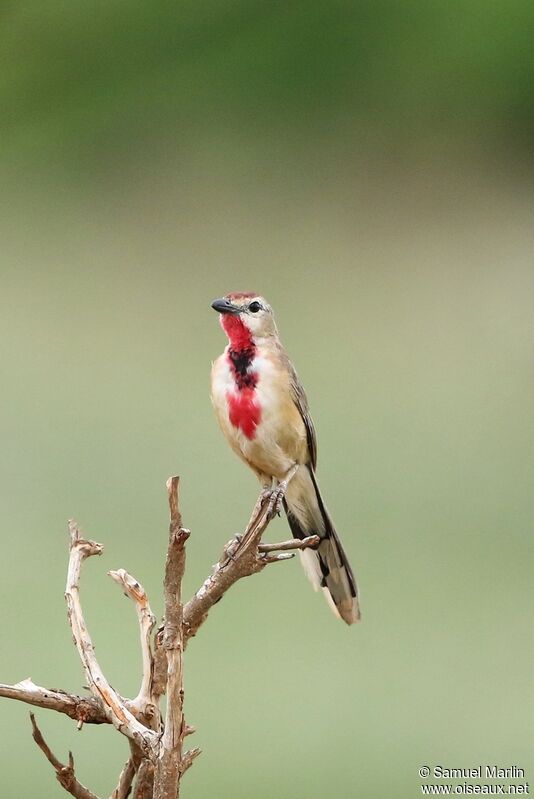 Rosy-patched Bushshrike male adult