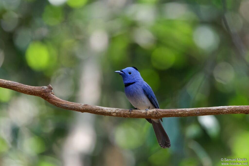 Black-naped Monarch male adult