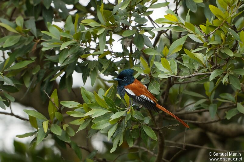 African Paradise Flycatcher male adult