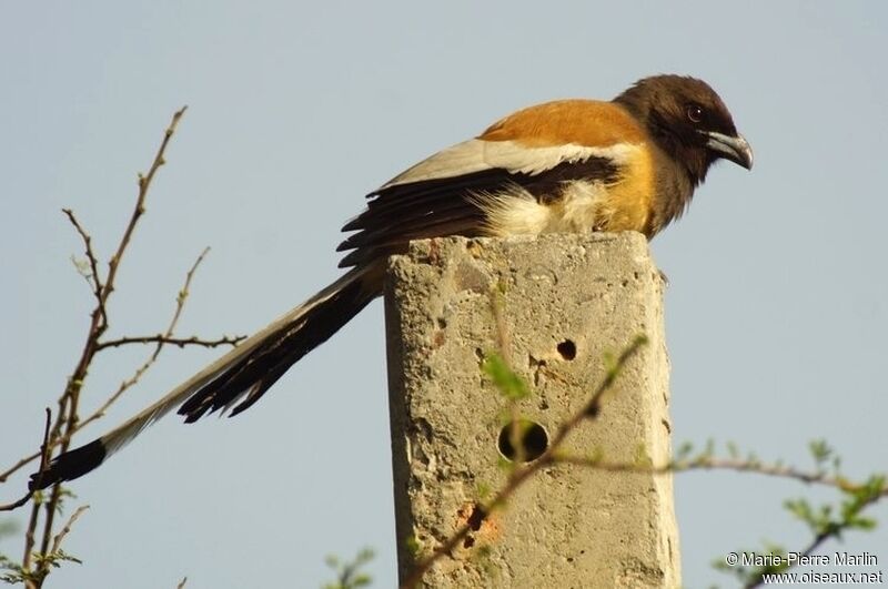 Rufous Treepie male adult