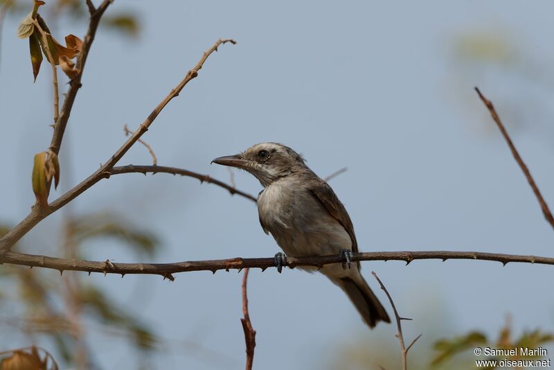 Sri Lanka Woodshrikeadult