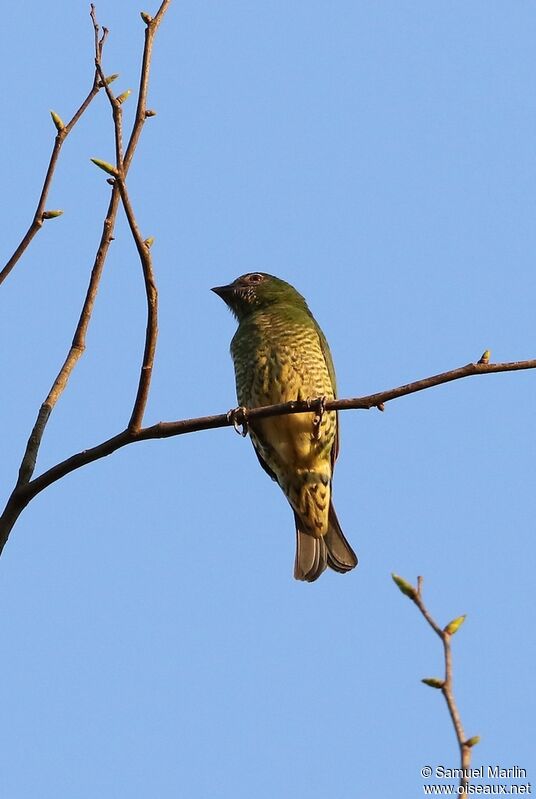 Swallow Tanager female adult