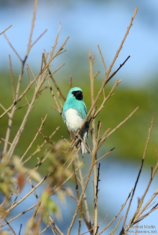 Tersine hirondelle femelle adulte