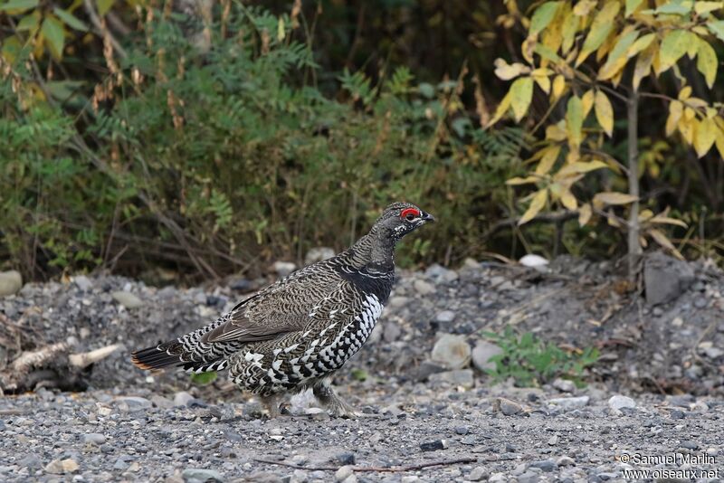 Spruce Grouse male adult