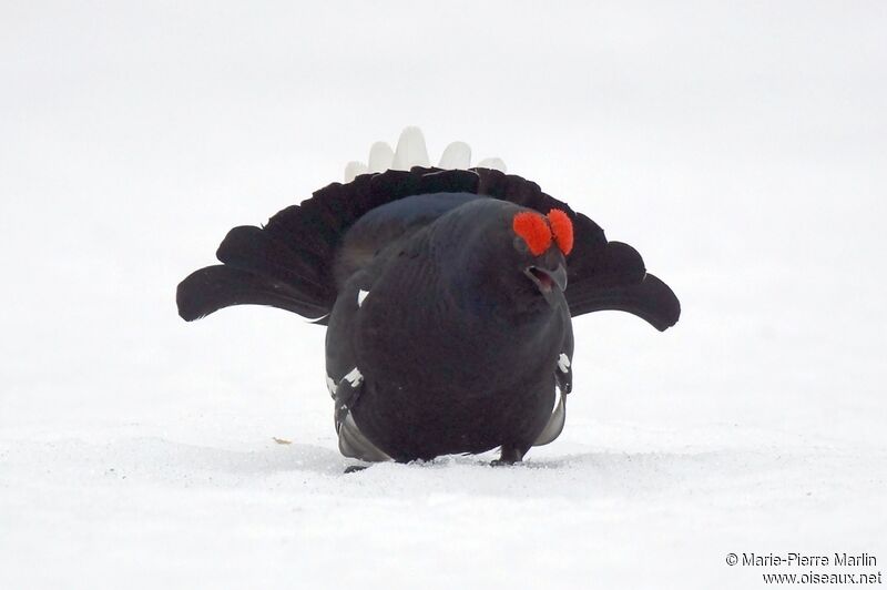 Black Grouse male adult breeding