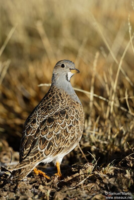 Grey-breasted Seedsnipeadult