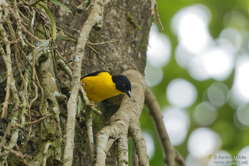 Brown-capped Weaver female adult