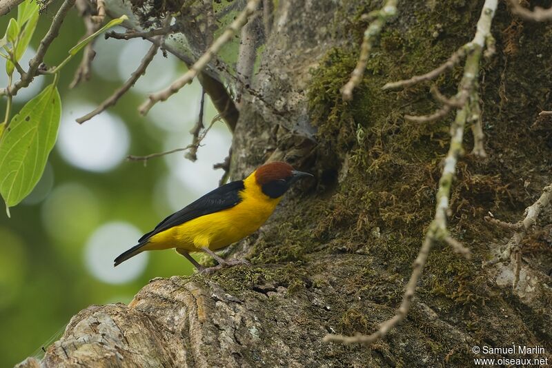 Brown-capped Weaver male adult