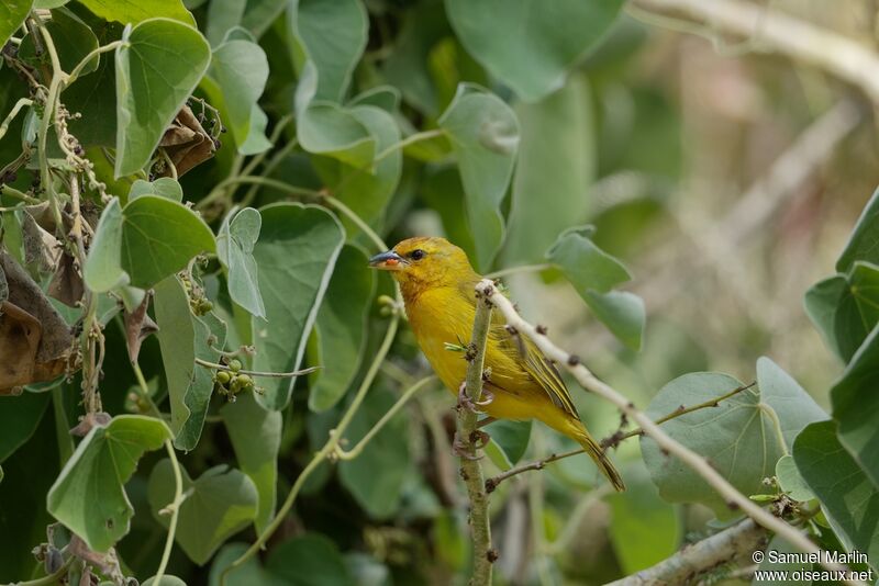 Taveta Weaveradult, eats