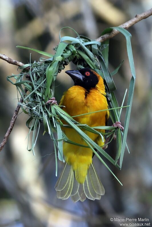 Village Weaveradult, Reproduction-nesting