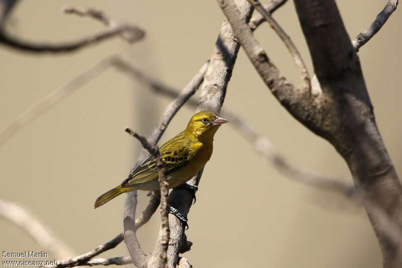 Lesser Masked Weaver female adult, identification