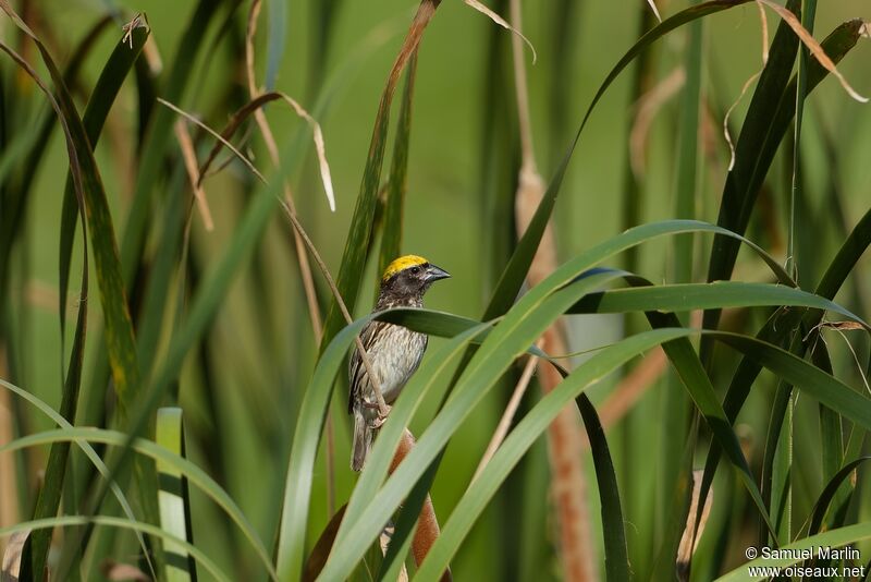 Streaked Weaver male adult