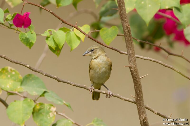 Heuglin's Masked Weaveradult