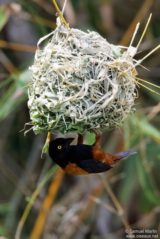 Chestnut-and-black Weaver male adult, Reproduction-nesting