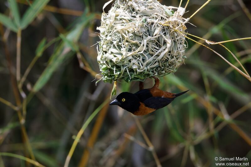 Chestnut-and-black Weaver male adult, Reproduction-nesting