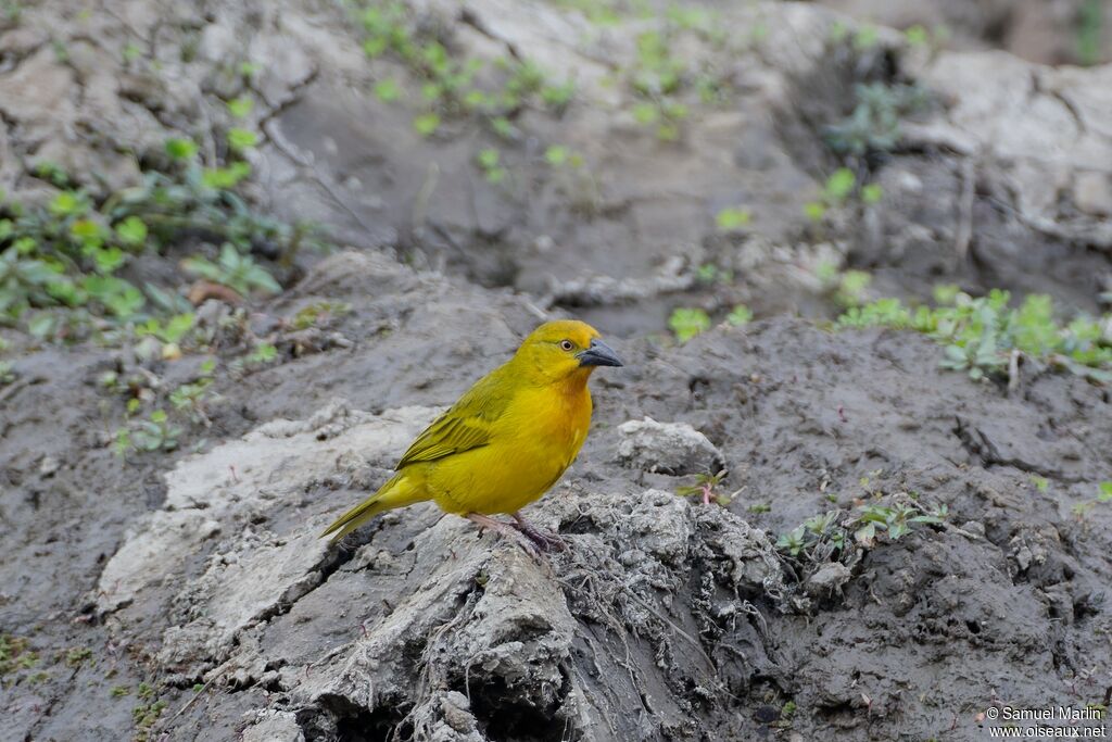 Tisserin safranadulte