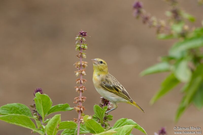 Tisserin vitellinadulte