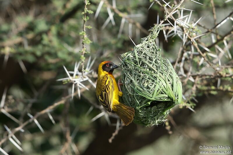 Vitelline Masked Weaver male adult