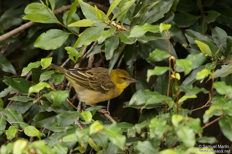 Vitelline Masked Weaver female adult