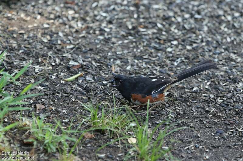 Eastern Towhee male adult, eats