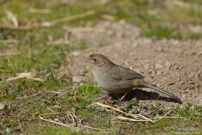 California Towheeadult