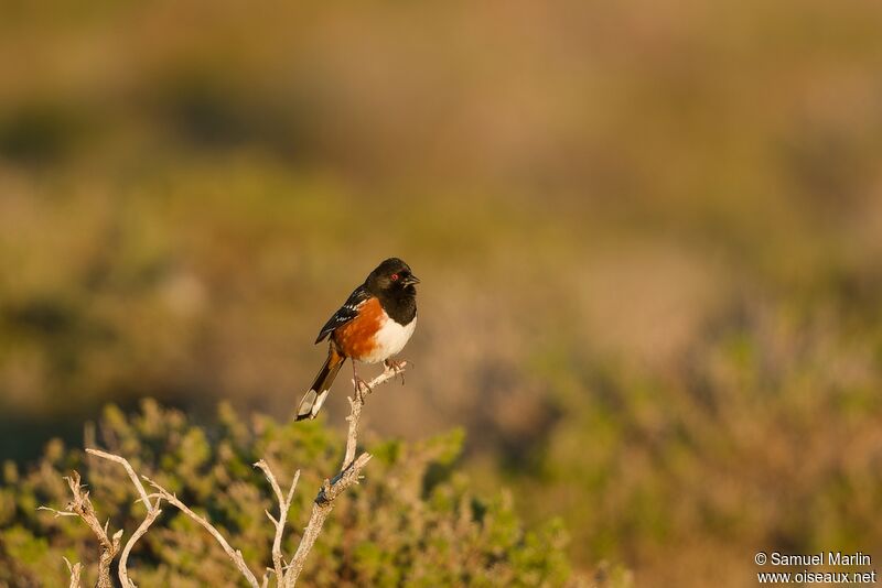 Spotted Towheeadult