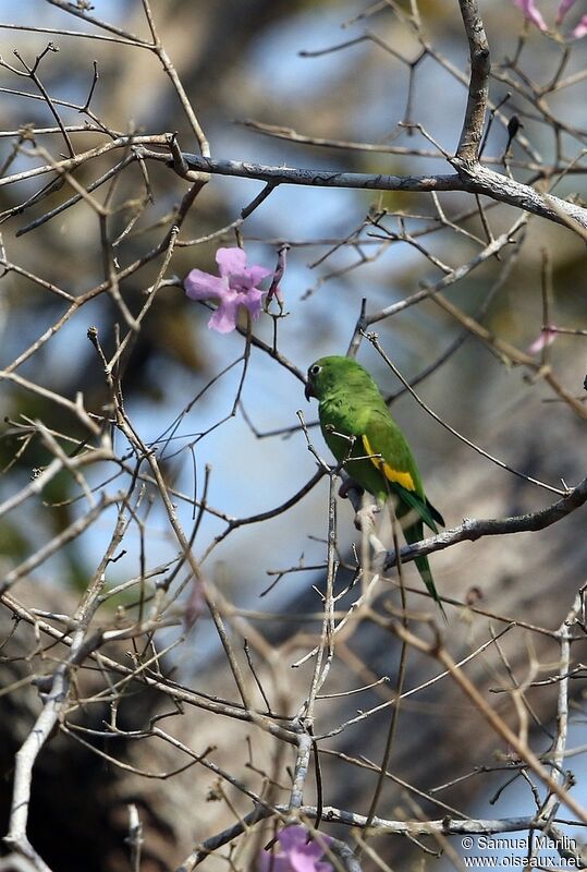 Yellow-chevroned Parakeetadult