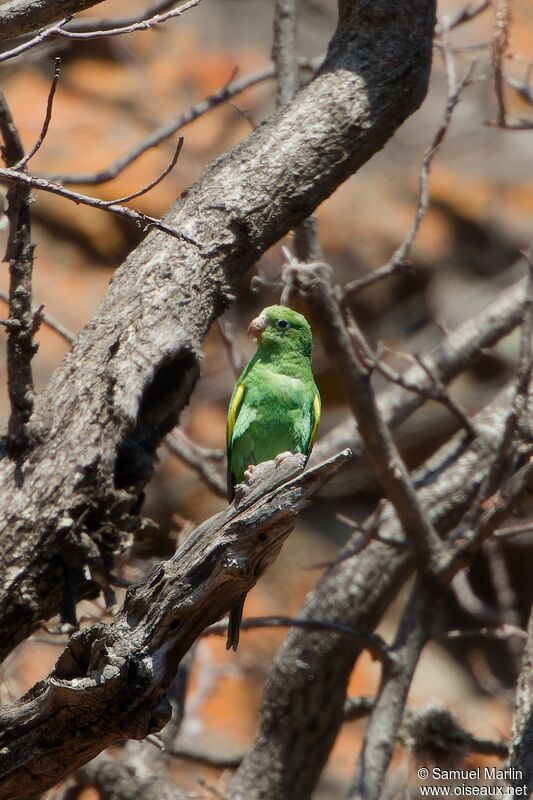 Yellow-chevroned Parakeetadult