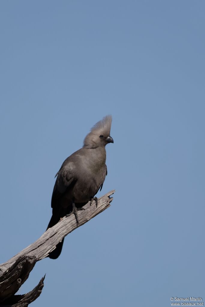 Touraco concoloreadulte