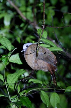 Tourtelette demoiselle