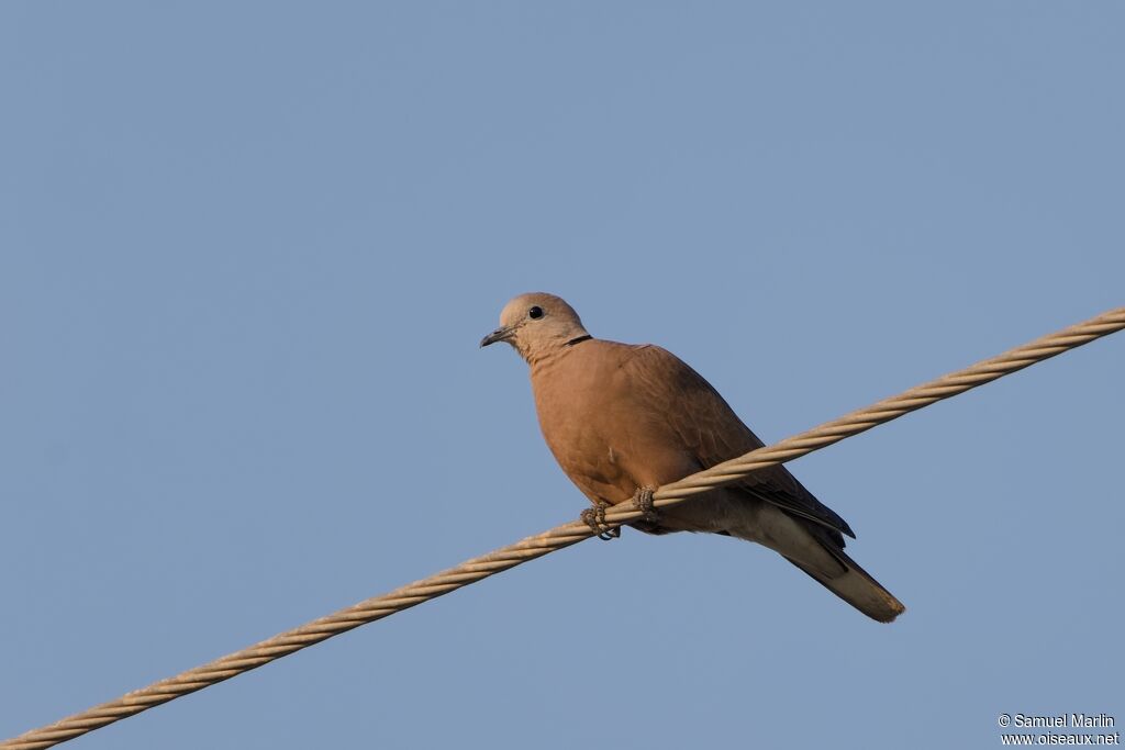 Red Collared Doveadult