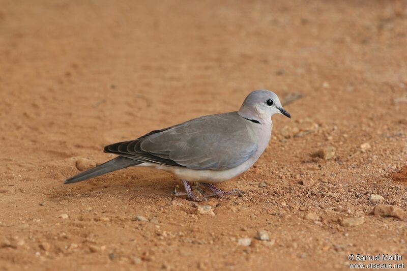 Ring-necked Doveadult