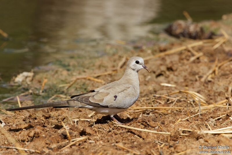 Namaqua Dove female adult