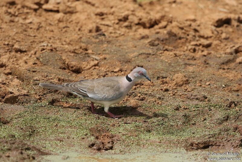 Mourning Collared Doveadult