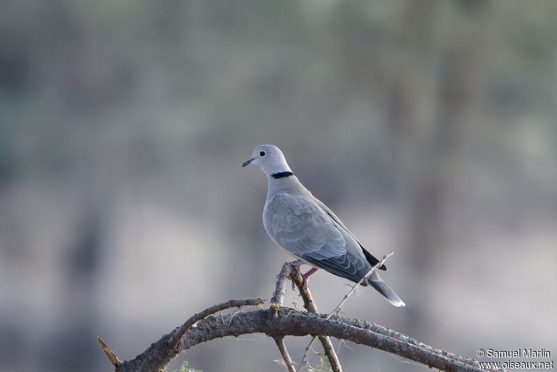 African Collared Doveadult