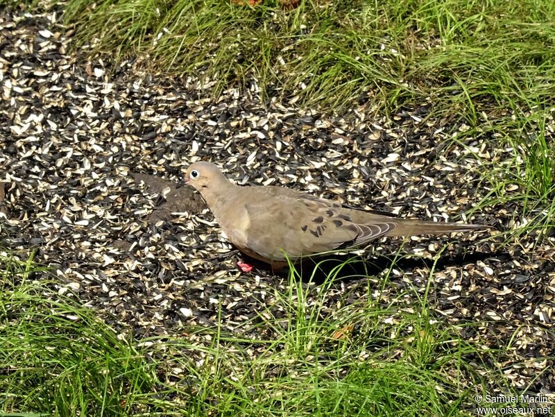 Mourning Doveadult